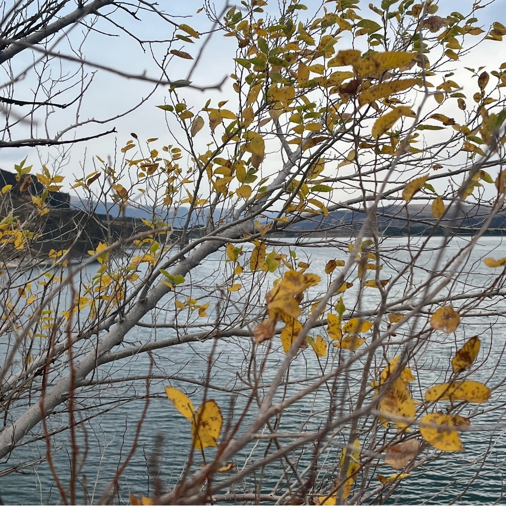 Meet your Posher, Bella